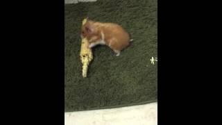 Hamster loves corn