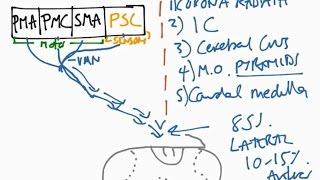 The Corticospinal Tract