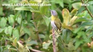 Yellow-breasted Apalis (Apalis flavida)