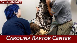 Carolina Raptor Center | Carolina Impact