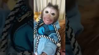 babymonkey #shorts #monkeybaby #shortsvideo