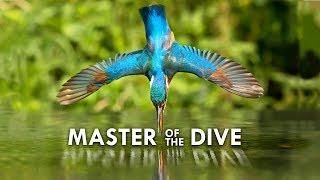 Kingfisher: Death from Above
