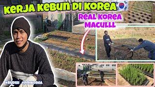 Kerja kebun di korea | realita pmi korea selatan