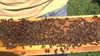 Beekeeping : How To Make A Spring Split Part 1