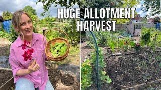 AN ALLOTMENT HARVEST OF DREAMS! / ALLOTMENT GARDENING FOR BEGINNERS