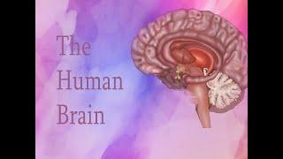 The Human Brain - eGogy