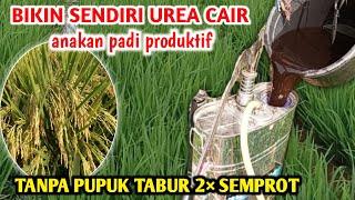 SEKALI SEMPROT TANAMAN TUMBUH SUBUR Cara membuat pupuk cair untuk padi