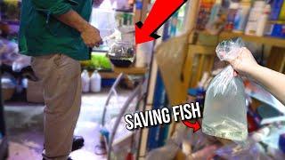 Saving DYING FISH from SMALL DRIED UP FISH BOWL! (MUST WATCH)