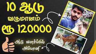 10 ஆடு 120000 | ஆடு வளர்ப்பு | aadu valarpu tamil