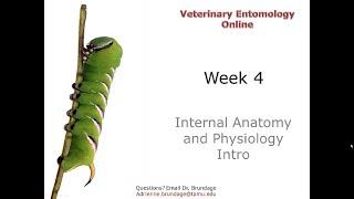 3 4 Internal Anatomy Introduction