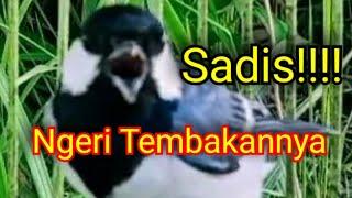 SADIS MATERI GELATIK BATU GACOR INI + ISTIMEWAH