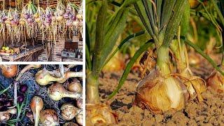 Growing Onions from Sowing to Harvest