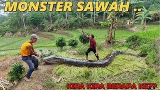 BELUT MONSTER SUPER BESAR | BELUT PURBA YANG MASIH ADA!