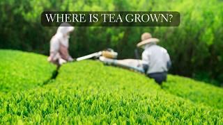 Japanese Tea Regions Explained - Where is Tea Grown?