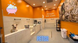 Petco Pet Store Dog Wash Self Service