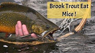 Labrador Brook Trout on Mice!