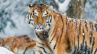 Siberian Tigers Documentary | Wild Planet