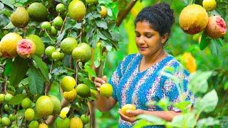 Fragrant rose guava big harvest in backyard and prepared sweets and spicy|village kitchen srilanka