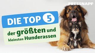 Top 5 größte und kleinste Hunderassen I FRESSNAPF