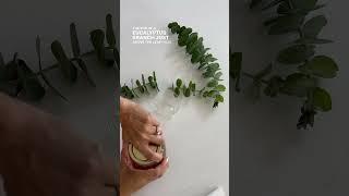 Propagate Eucalyptus from Stem Cuttings  #SHORTS #eucalyptus