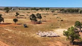 Booloola Delivery - Top Hut Station