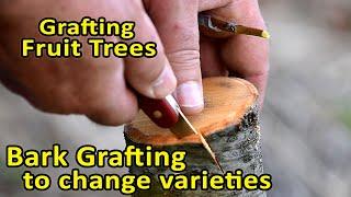 Grafting Fruit Trees | Bark Grafting to change varieties | Bark Grafting Updates