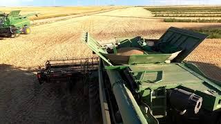 Friesen Harvesting wheat harvest, Limon CO