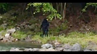 FINALLY A CLEAR FOOTAGE OF MASSIVE BIGFOOT CAUGHT ON CAMERA!!