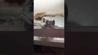 Я помню… #zoolife #shortvideo #экзотика #zooanimals #reptile #варан #ящерица #дракон #капскийваран