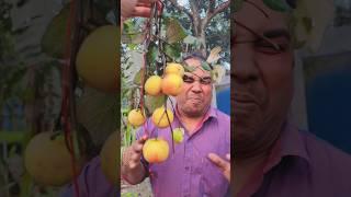 katcha Ber Jujube fruit kha lo friends #tarunmondal0669 #tranding #youtubeshorts #viralvideo