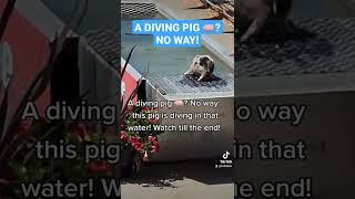 A Diving Pig ? No way this pig is diving in that water! Watch till the end!