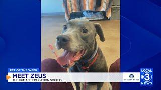 Zeus the dog up for adoption at the Humane Educational Society in Chattanooga