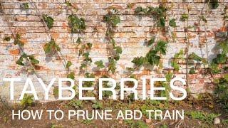 TAYBERRY Pruning and Training Advice