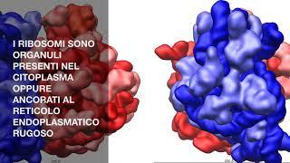 I RIBOSOMI - IN BREVE