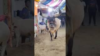 #funny #funnyanimalsounds #animalssounds #cat #cow #animals #goat #funnyanimal #animal #cute #shorts