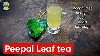 peepal tree leaf tea | arali ele kashaya for heart blockage | health benefits of peepal tree leaves