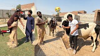 Bull Or Mamu Ko Ly Gaha  Alvida Big Bull 