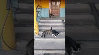 feeding cats in the Morskoe village , greeted from afar #cat  #catlover #cute #trending #actual