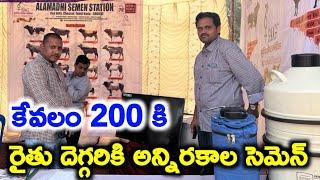 NDDB వాళ్లు 200 కె రైతు కి సెమెన్  అందిస్తున్నారు || Top Bull Semen