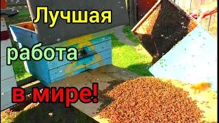 Самая лучшая работа в мире!