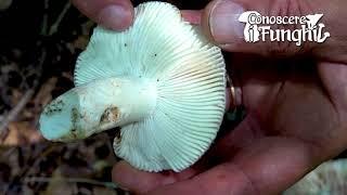 Conoscere i Funghi: Russula cyanoxantha [ COMMESTIBILE ]