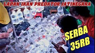 JENIS IKAN PREDATOR AIR TAWAR TERLARIS! CEK HARGA IKAN PREDATOR TERMURAH ENDAY PASAR IKAN JATINEGARA