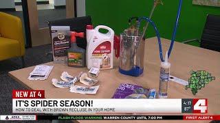 How to deal with brown recluse spiders in your home