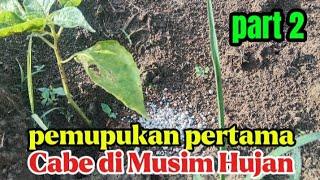 PART 2 : JANGAN SALAH, PEMUPUKAN PERTAMA CABE DI MUSIM HUJAN