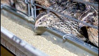 Quail Farming