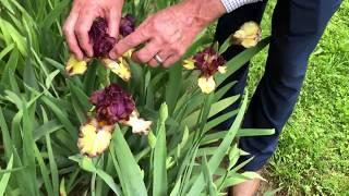 Plant Features: Bearded Iris