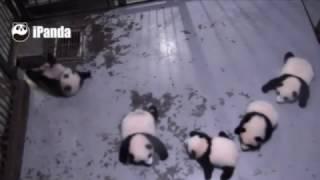 "Bless you!" Sneezing panda cub scares his four siblings