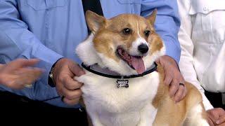 Paws-itive Addition: Taco joins Flagler County Fire Rescue as therapy dog