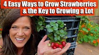 4 Ways to Grow Strawberries & the Key to Growing a Lot