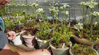 How to pollinate Venus flytrap flowers